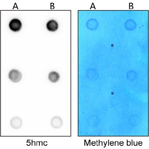 Dot-blot檢測組織樣本中的甲基化水平